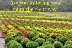 Are-You-Watering-Your-Mum