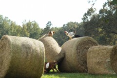 IMG_6485-edit_