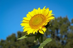 IMG_6649-1