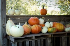 IMG_6673-1