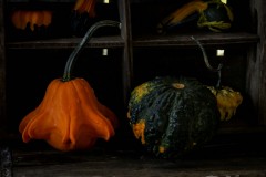 IMG_6683-1