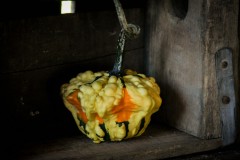 IMG_6685-1