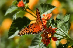 IMG_6732_edited-1