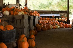 IMG_7379-2